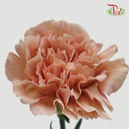 Carnation Lege Marrone (8-10 Stems) - Pudu Ria Florist Southern