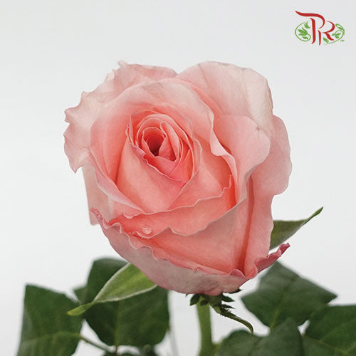 Rose Expression (8-10 Stems) - Pudu Ria Florist Southern