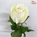 Rose White (8-10 Stems) - Pudu Ria Florist Southern