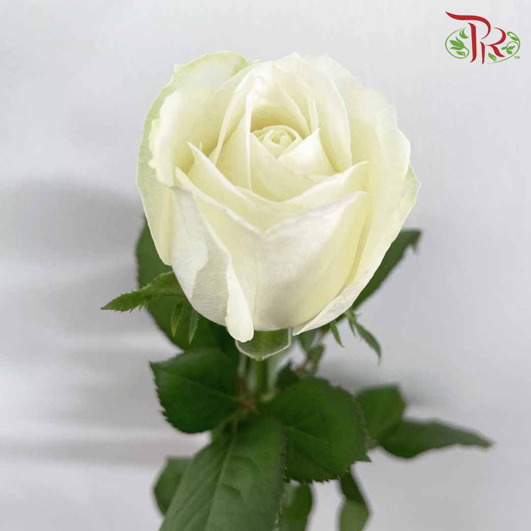 Rose White (8-10 Stems) - Pudu Ria Florist Southern