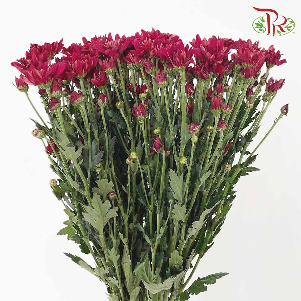 Chrysanthemum Pompom Maroon (10-12 Stems) - Pudu Ria Florist Southern