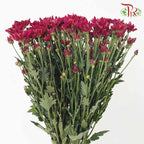 Chrysanthemum Pompom Maroon (10-12 Stems) - Pudu Ria Florist Southern