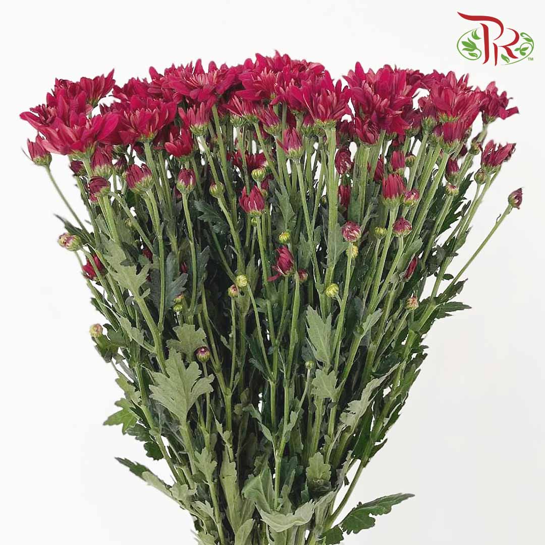 Chrysanthemum Pompom Maroon (10-12 Stems) - Pudu Ria Florist Southern