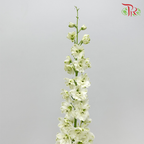 Delphinium Giant White - 5 Stems - Pudu Ria Florist Southern