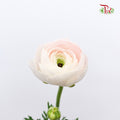 Ranunculus Soft Pink (8 - 10 Stems) - Pudu Ria Florist Southern