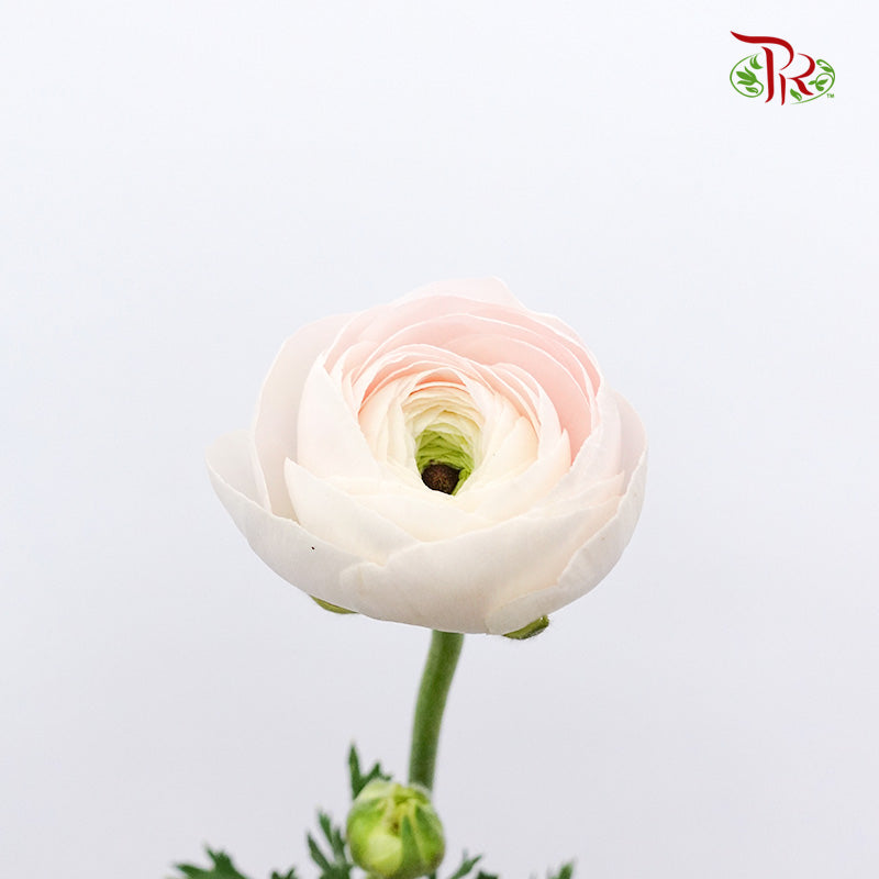 Ranunculus Soft Pink (8 - 10 Stems) - Pudu Ria Florist Southern