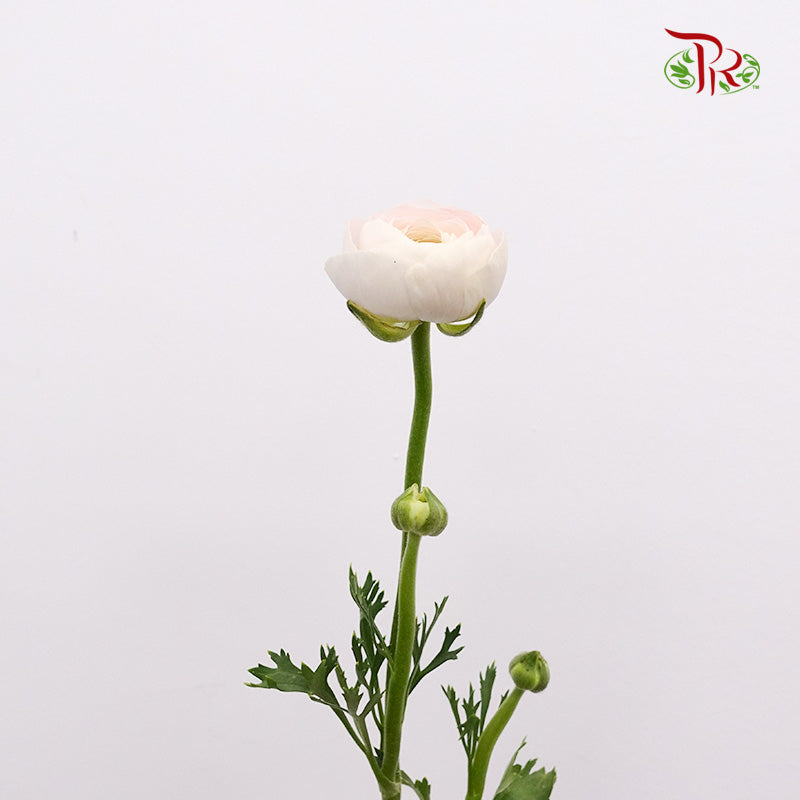 Ranunculus Soft Pink (8 - 10 Stems) - Pudu Ria Florist Southern