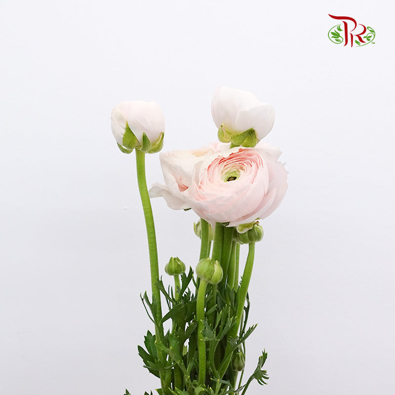 Ranunculus Soft Pink (8 - 10 Stems) - Pudu Ria Florist Southern