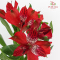 Alstroemeria Red  (9-10 Stems) - Pudu Ria Florist Southern