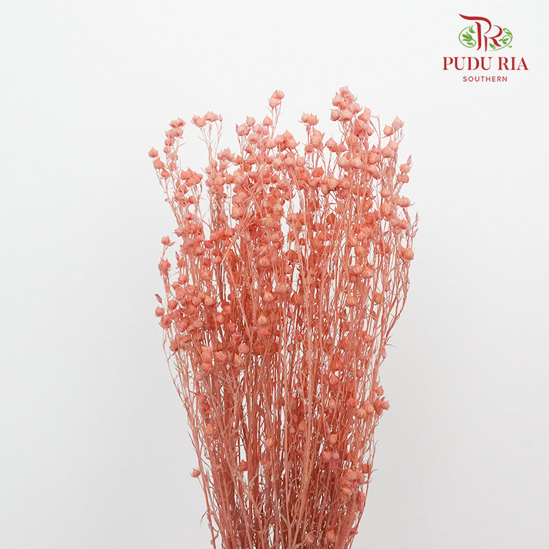 Dry Acacia Mimosa - Red - Pudu Ria Florist Southern