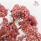 Preservative Rice Flower - Red - Pudu Ria Florist Southern