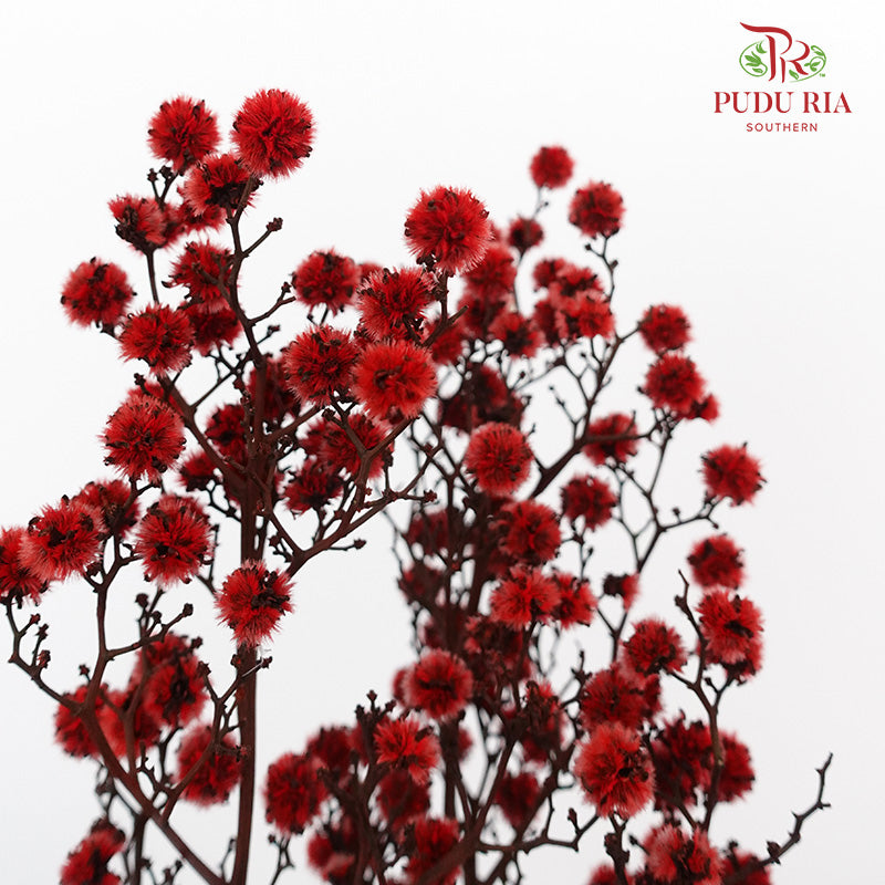 Dry Stirlingia - Red - Pudu Ria Florist Southern
