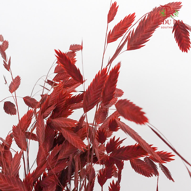 Dry Chasmanthium - Red - Pudu Ria Florist Southern