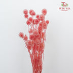 Preservative Scabiosa Pink - Pudu Ria Florist Southern