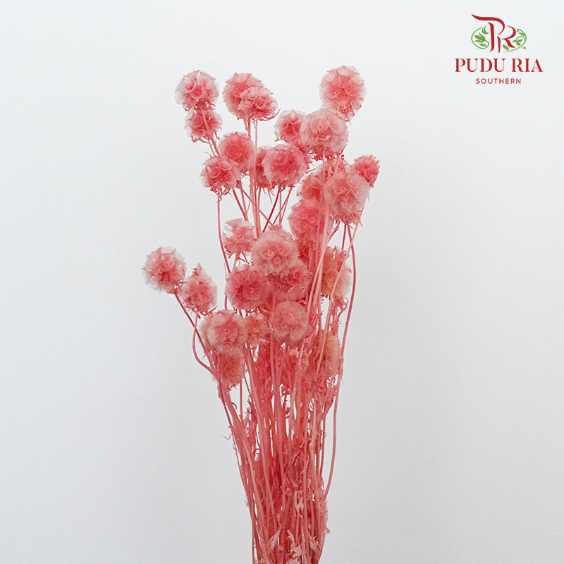 Preservative Scabiosa Pink - Pudu Ria Florist Southern