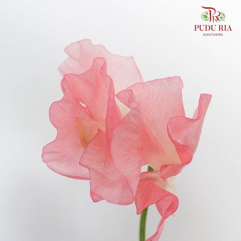 Sweet Pea Red / 10 Stems - Pudu Ria Florist Southern