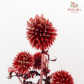 Dry Echinops - Red - Pudu Ria Florist Southern