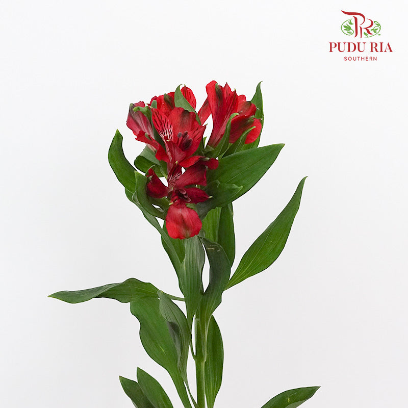 Alstroemeria Red  (9-10 Stems) - Pudu Ria Florist Southern