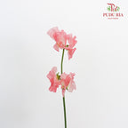 Sweet Pea Red / 10 Stems - Pudu Ria Florist Southern