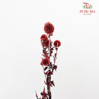 Dry Echinops - Red - Pudu Ria Florist Southern