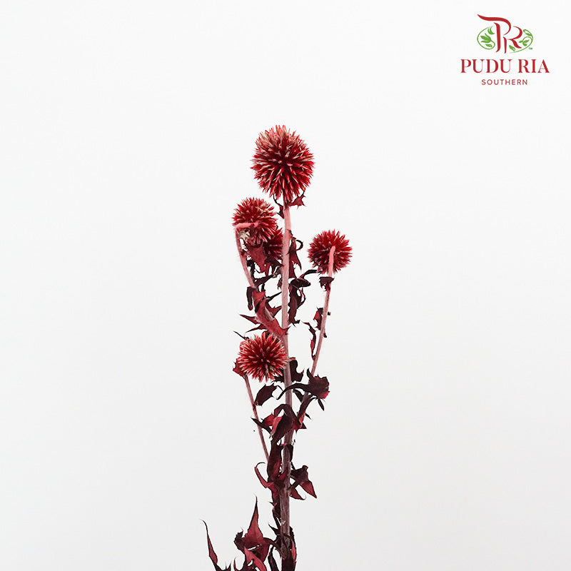 Dry Echinops - Red - Pudu Ria Florist Southern