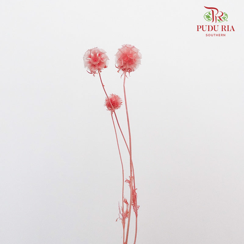 Preservative Scabiosa Pink - Pudu Ria Florist Southern