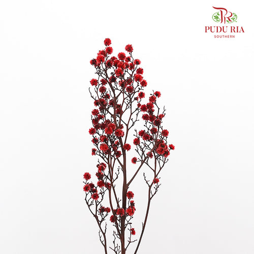 Dry Stirlingia - Red - Pudu Ria Florist Southern