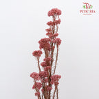 Preservative Rice Flower - Red - Pudu Ria Florist Southern