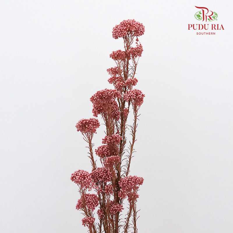 Preservative Rice Flower - Red - Pudu Ria Florist Southern