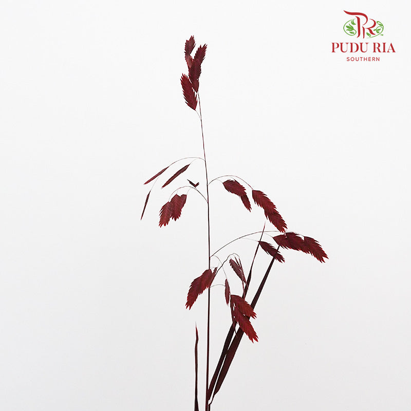 Dry Chasmanthium - Red - Pudu Ria Florist Southern