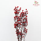 Dry Stirlingia - Red - Pudu Ria Florist Southern