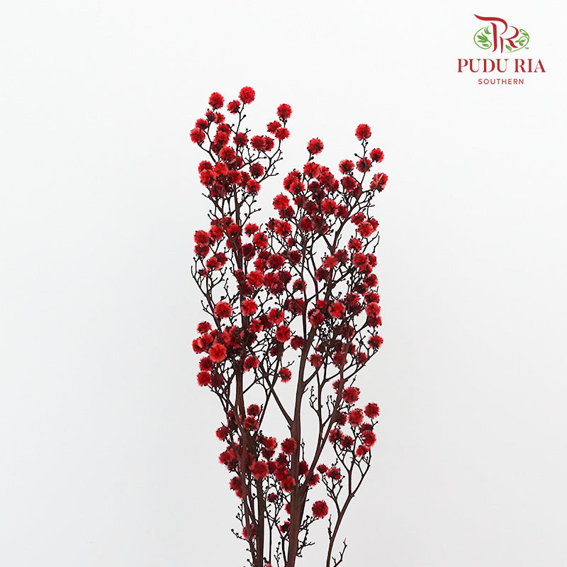 Dry Stirlingia - Red - Pudu Ria Florist Southern