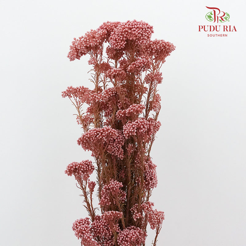 Preservative Rice Flower - Red - Pudu Ria Florist Southern