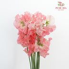 Sweet Pea Red / 10 Stems - Pudu Ria Florist Southern