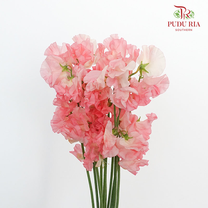 Sweet Pea Red / 10 Stems - Pudu Ria Florist Southern