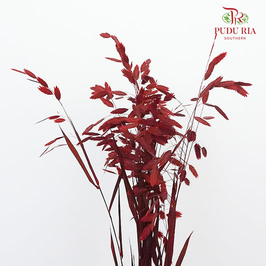 Dry Chasmanthium - Red - Pudu Ria Florist Southern