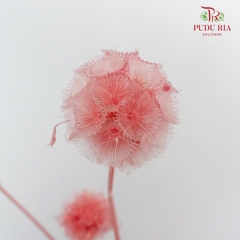 Preservative Scabiosa Pink - Pudu Ria Florist Southern