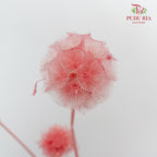 Preservative Scabiosa Pink - Pudu Ria Florist Southern