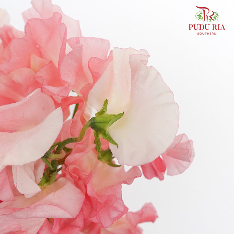 Sweet Pea Red / 10 Stems - Pudu Ria Florist Southern