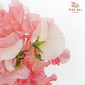 Sweet Pea Red / 10 Stems - Pudu Ria Florist Southern