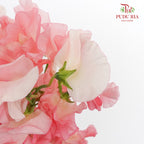 Sweet Pea Red / 10 Stems - Pudu Ria Florist Southern