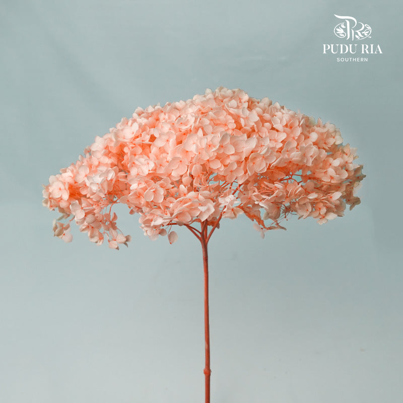 Preservative Hydrangea - Red Champagne / Per Stem - Pudu Ria Florist Southern