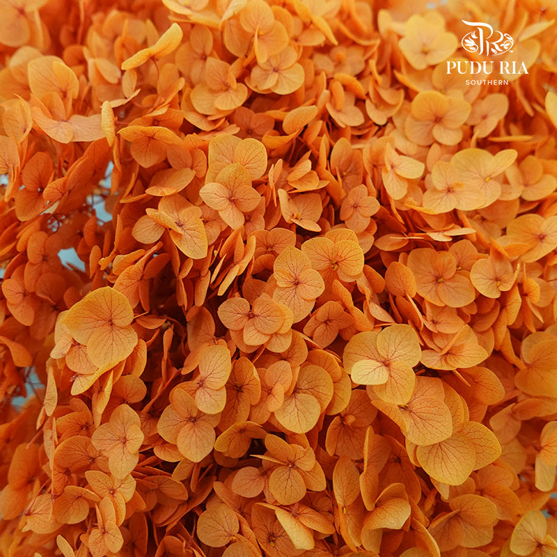 Preservative Hydrangea - Red Coffee / Per Stem - Pudu Ria Florist Southern