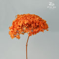 Preservative Hydrangea - Red Coffee / Per Stem - Pudu Ria Florist Southern