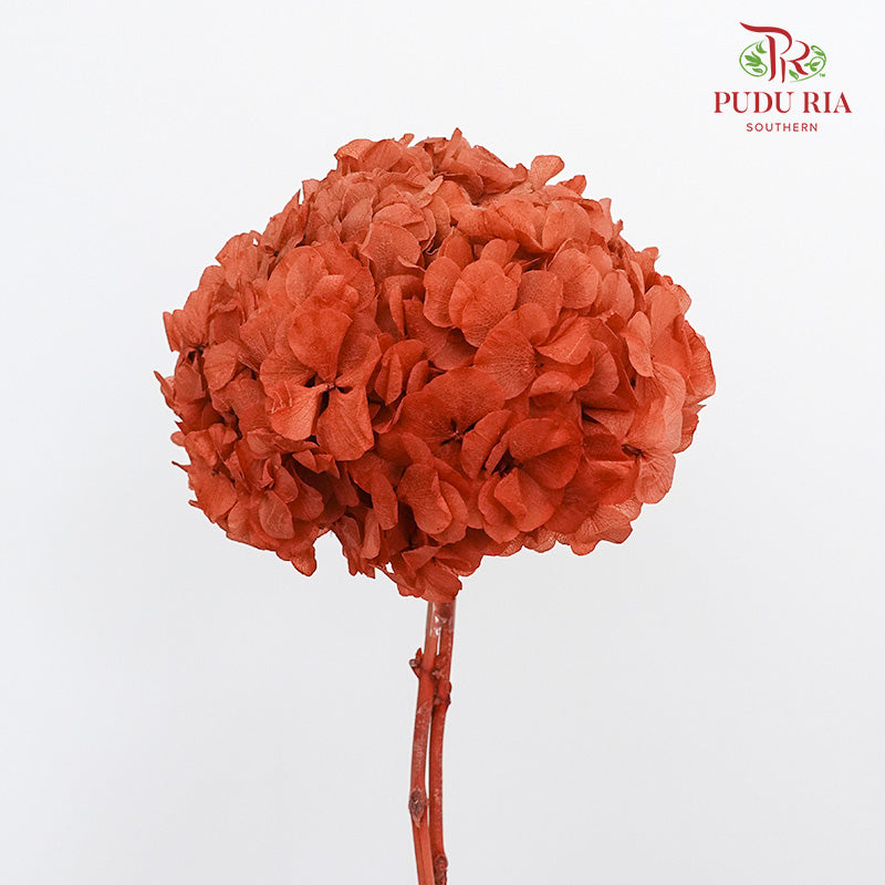 Preservative Hydrangea - Orange / Per Stem - Pudu Ria Florist Southern