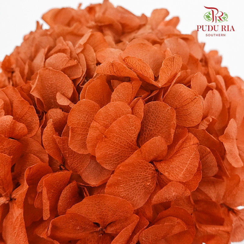 Preservative Hydrangea - Orange / Per Stem - Pudu Ria Florist Southern