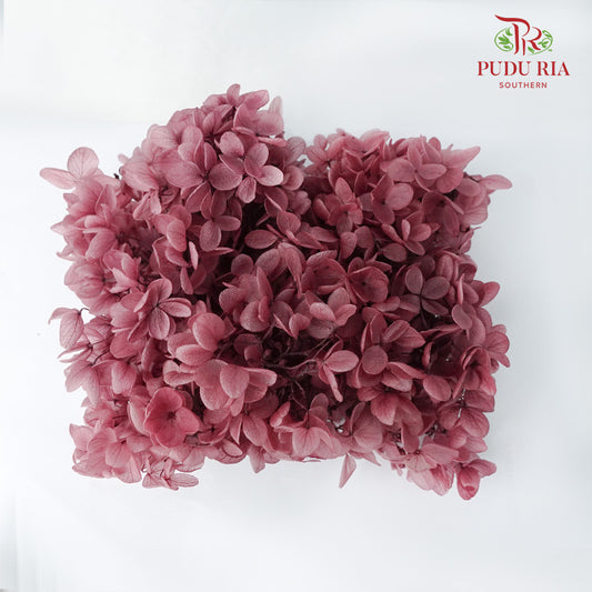 Preservative Hydrangea - Red Wine - Pudu Ria Florist Southern