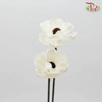 Preservative Sola Anemone - Pudu Ria Florist Southern