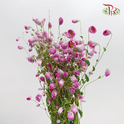 Rhodanthe Purple - Pudu Ria Florist Southern