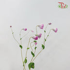 Rhodanthe Purple - Pudu Ria Florist Southern